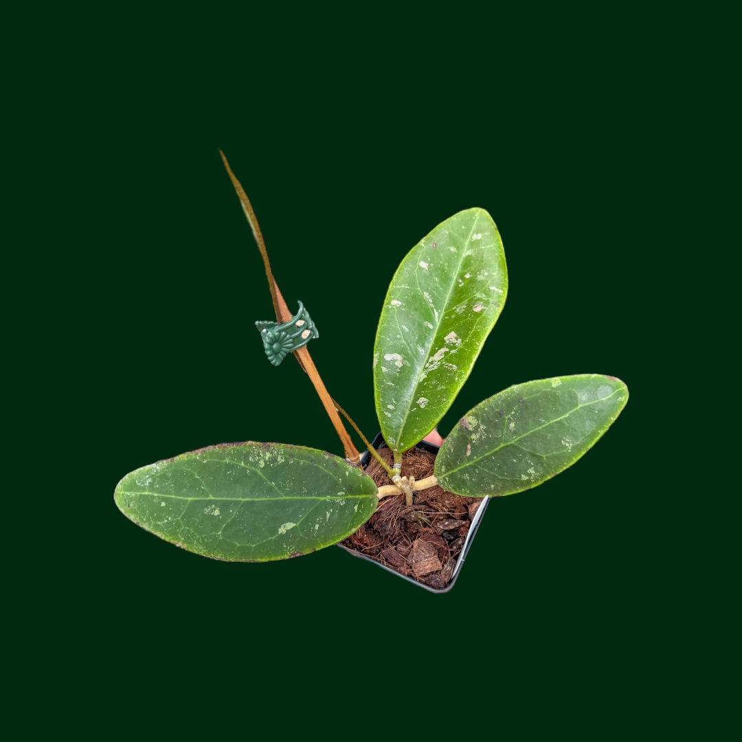 Hoya rintzii (Borneo)