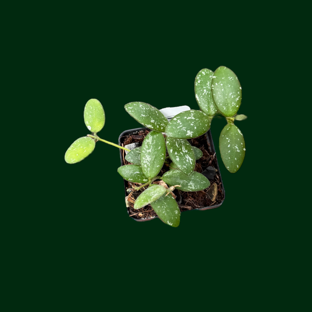Hoya sp. (VL9)