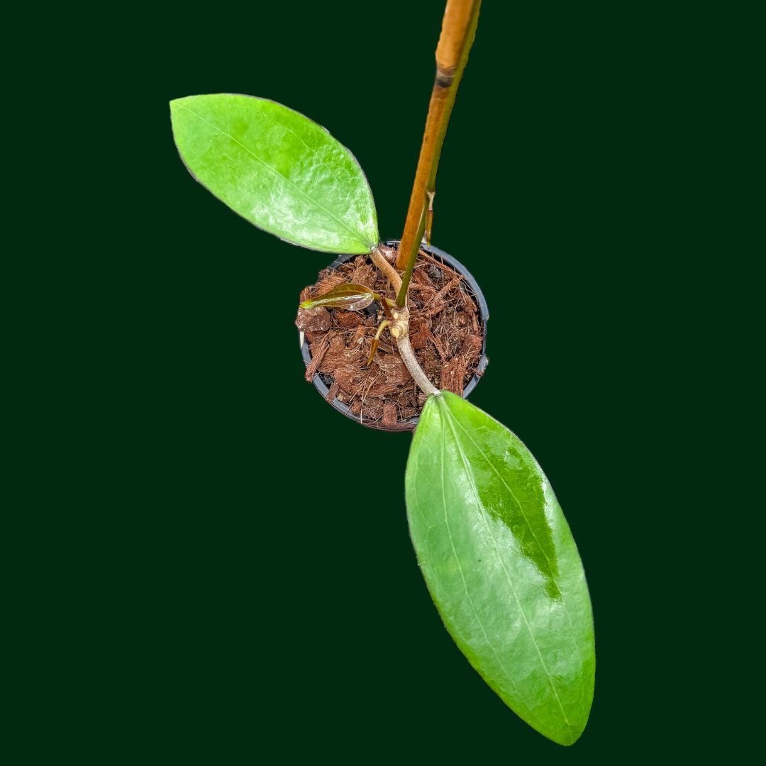 Hoya sp. (Bumi Jawa)
