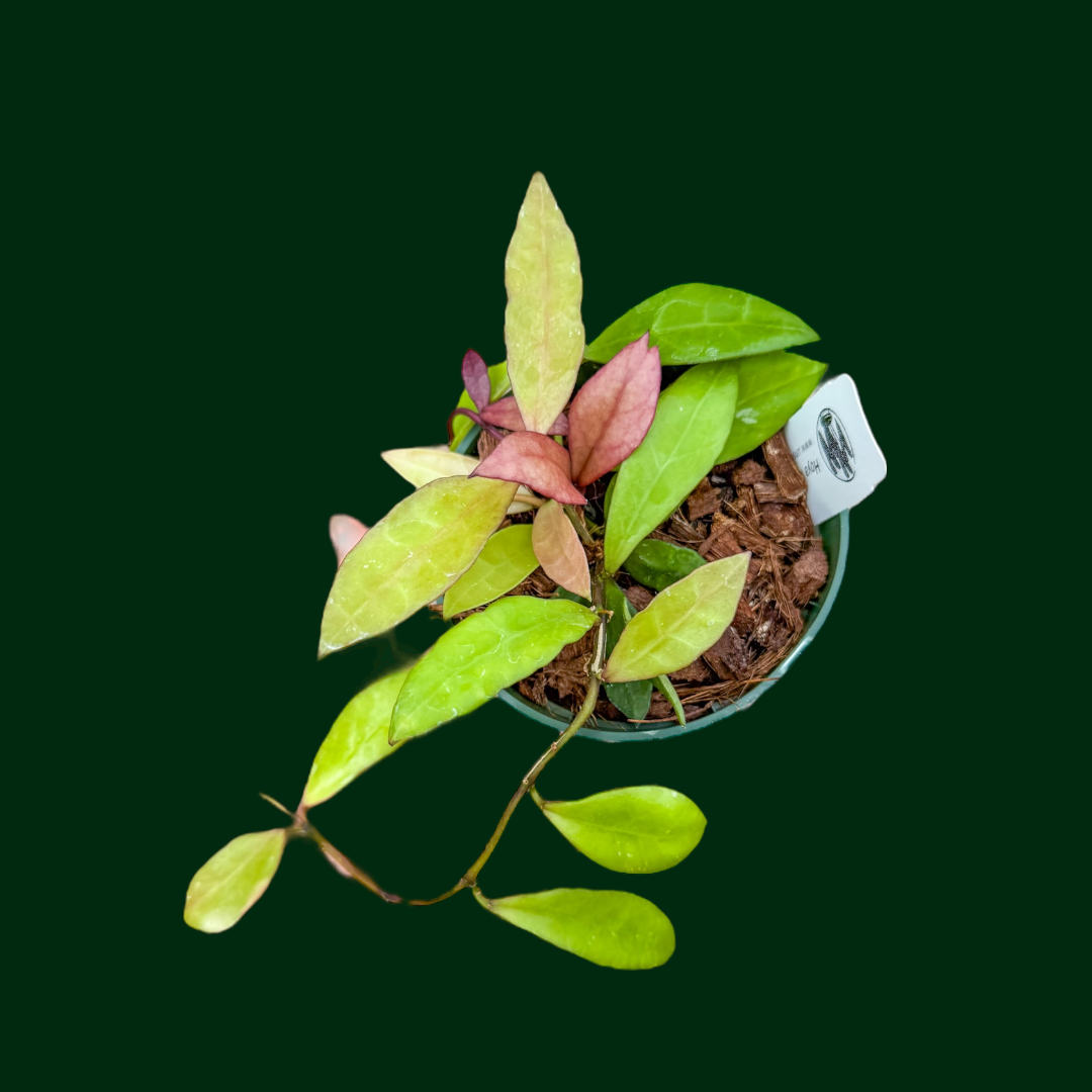 Hoya lacunosa ‘Gothic’ (Mentawai)