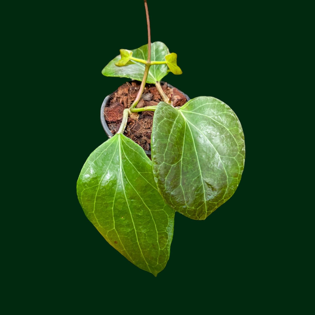 Hoya sp. PNG sv 432 – Unsolicited Plant Talks