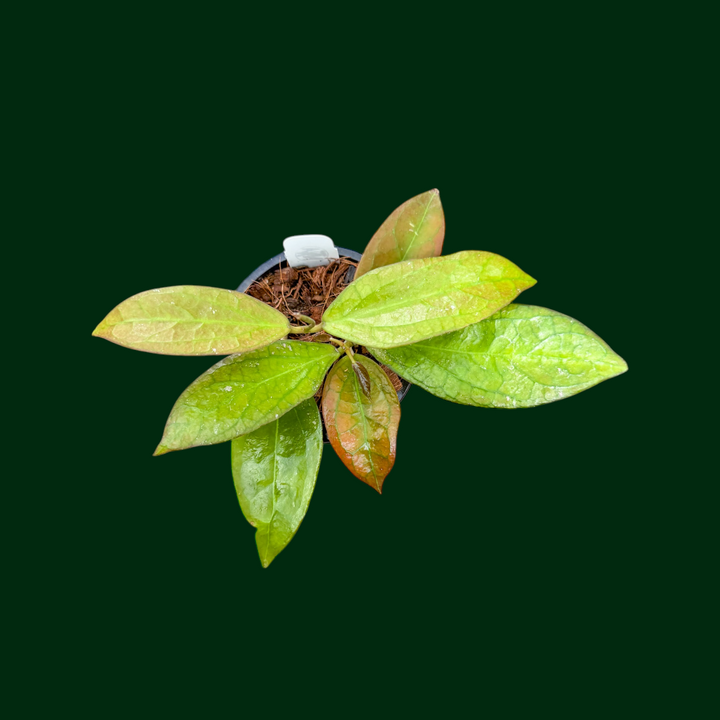 Hoya &