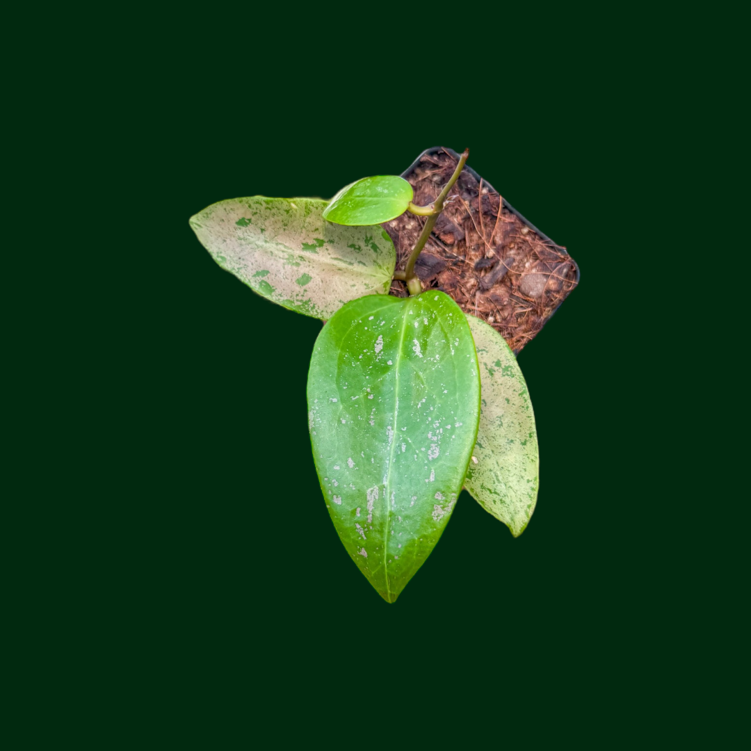 Hoya AH ‘Aurora’