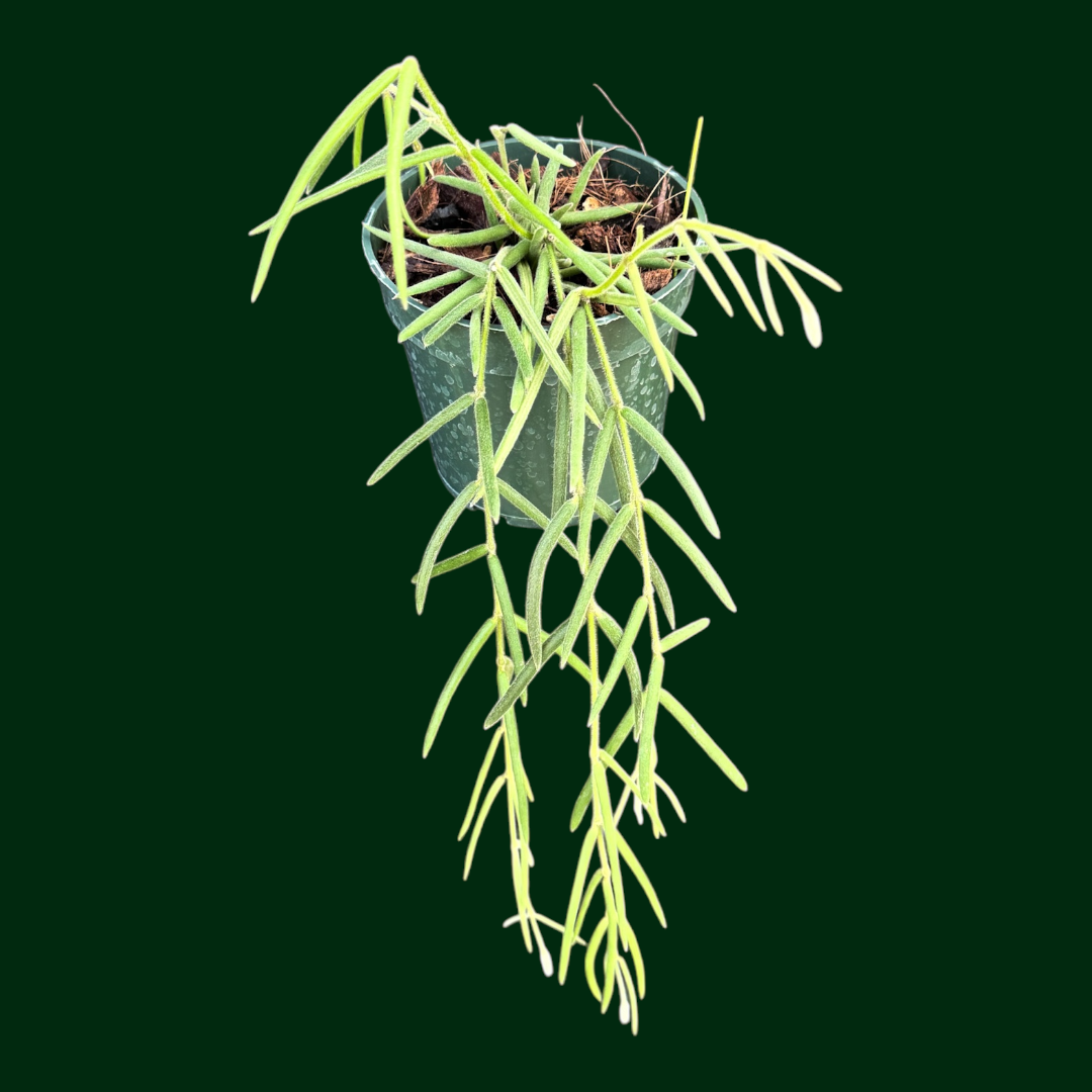 Hoya linearis