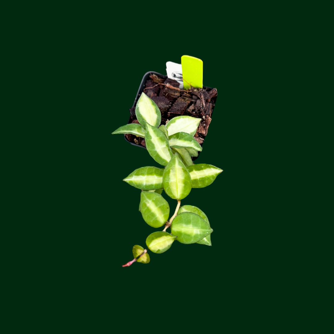 Hoya lacunosa ‘Queen Midori’