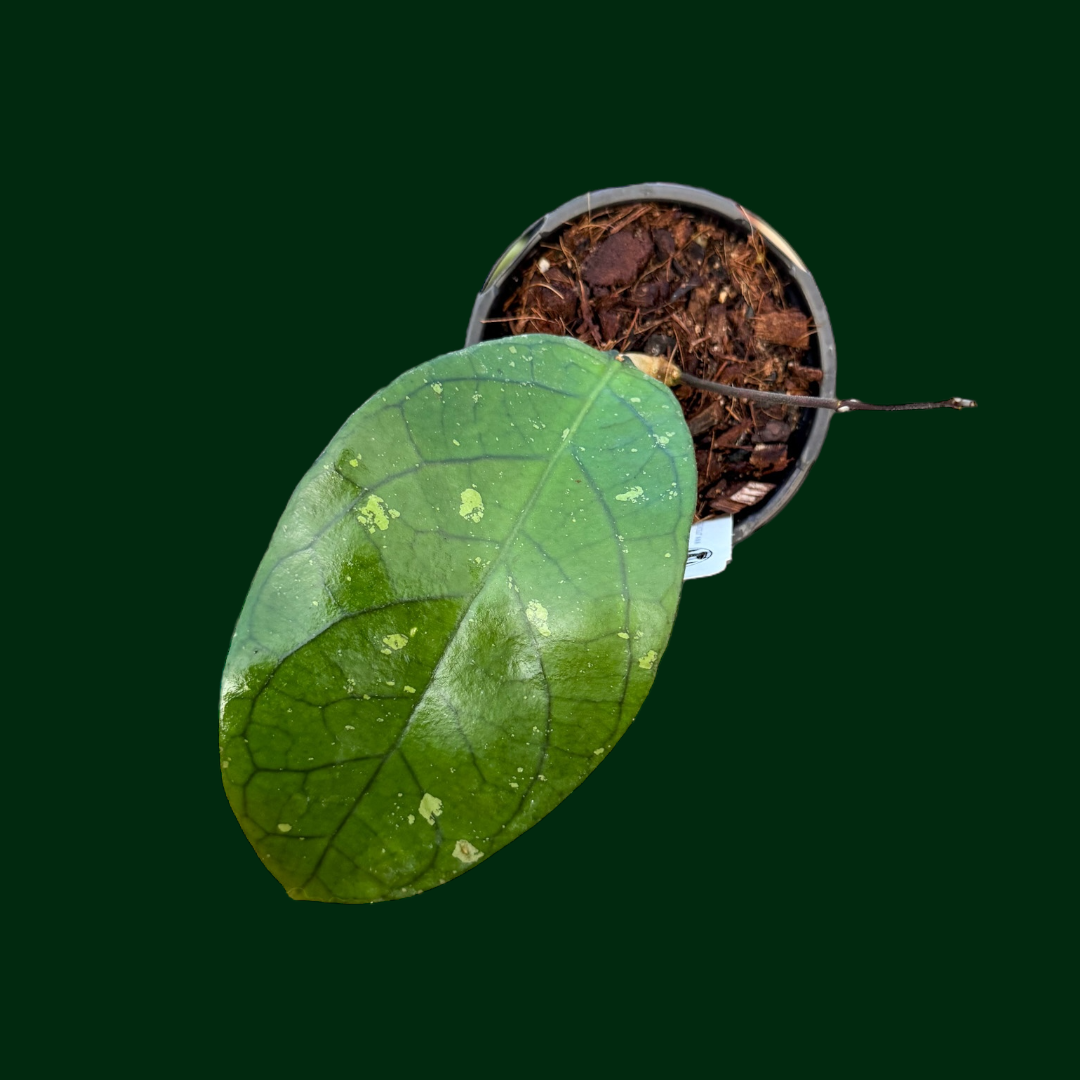 Hoya forbesii (Sabah)