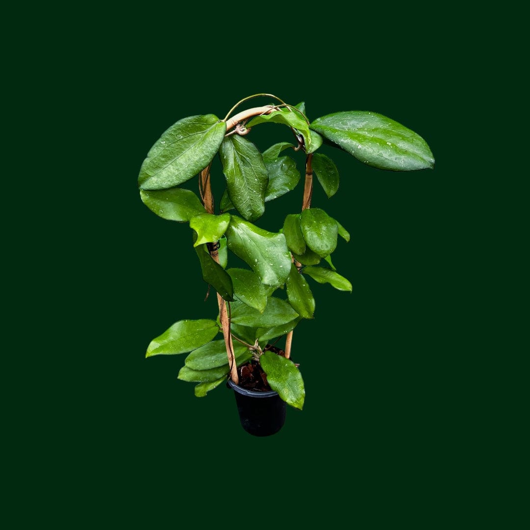 Trellised Hoya erythrina