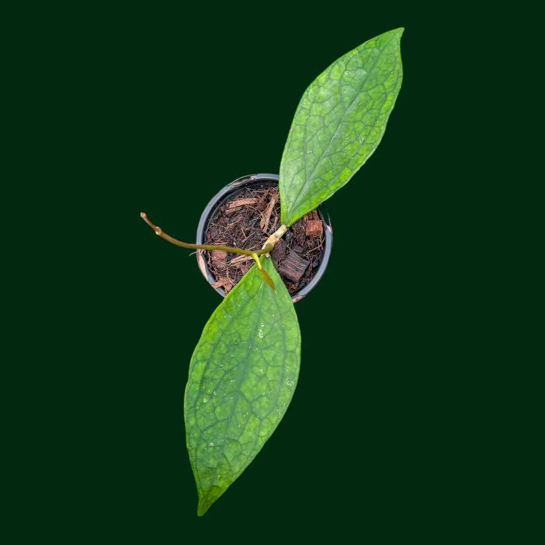 Hoya sp. (Germany)
