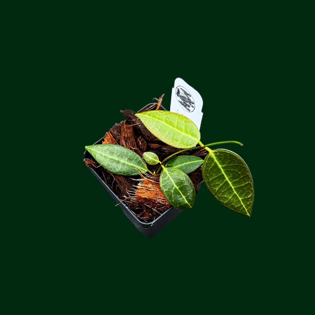 Dischidia lancifolia