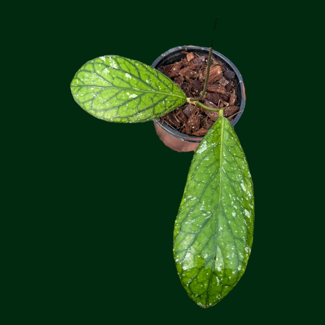 Hoya sp. Lampung