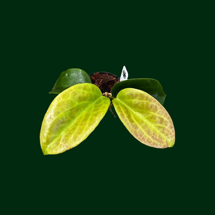 Hoya surigaoensis