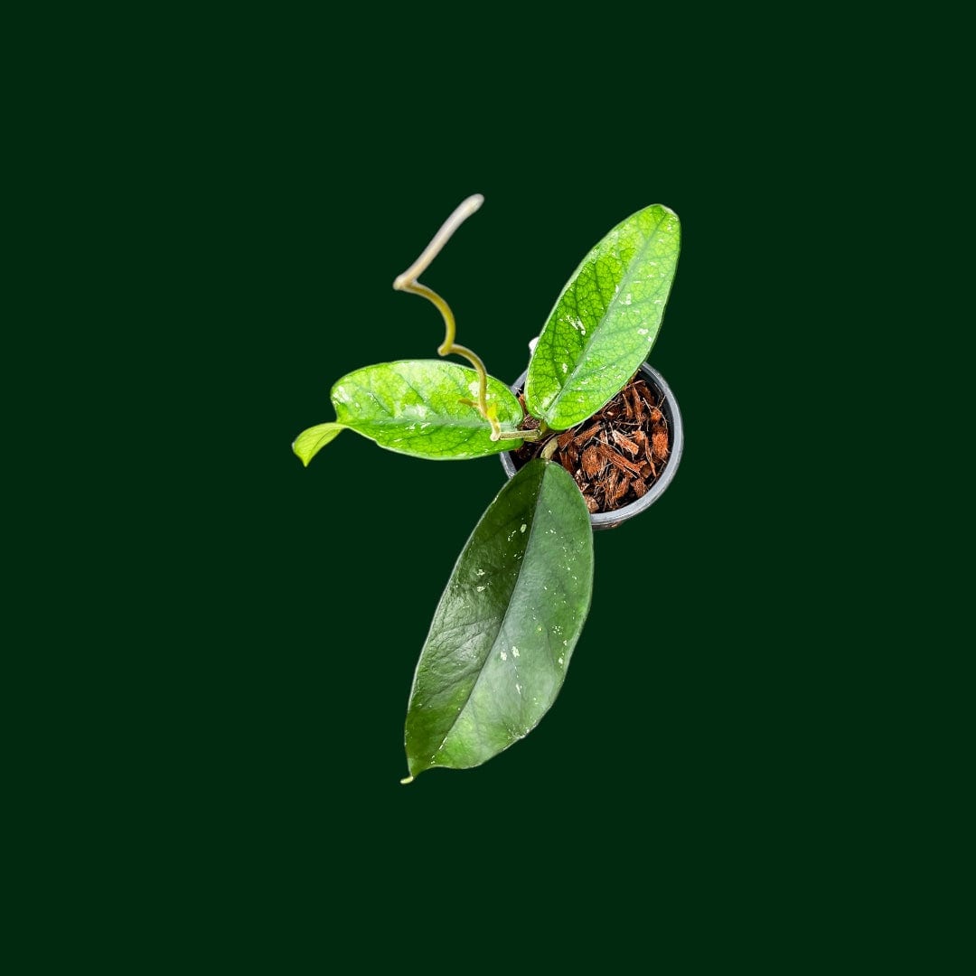 dao potted plant Hoya sp. Tam Dao – Unsolicited Plant Talks