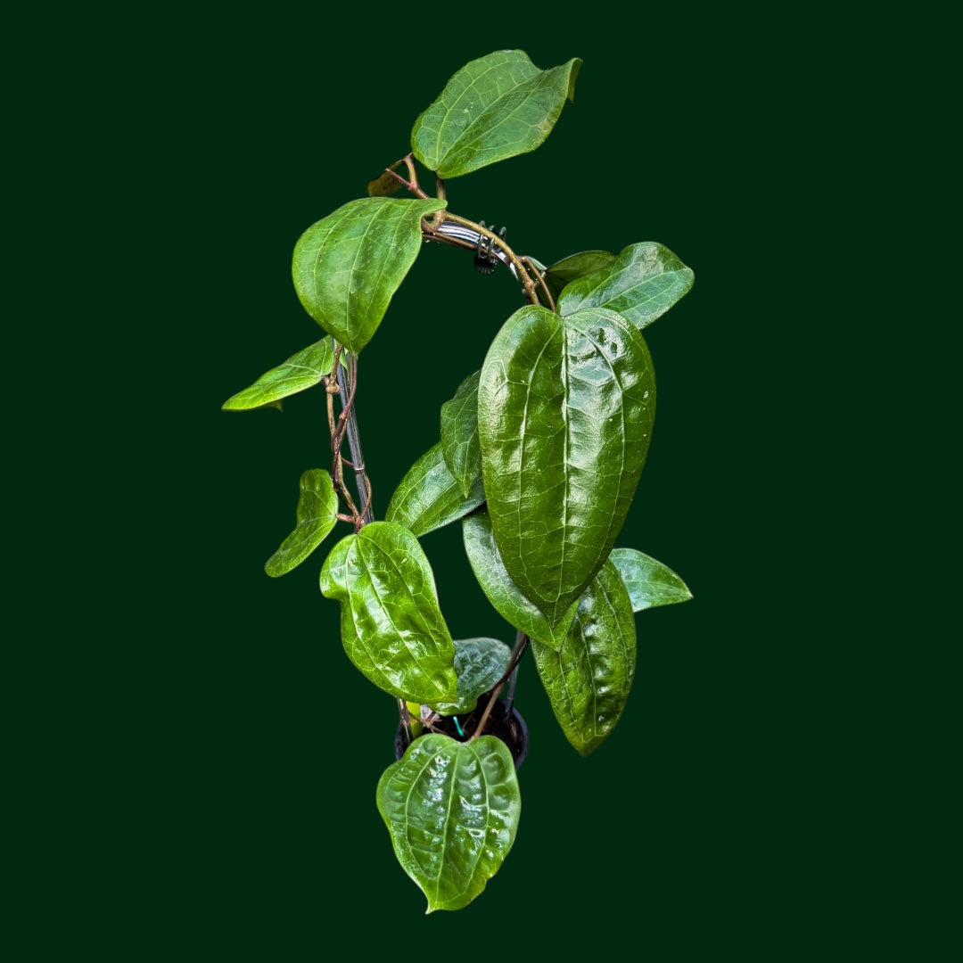 Trellised Hoya glabra (no red veins) – Unsolicited Plant Talks