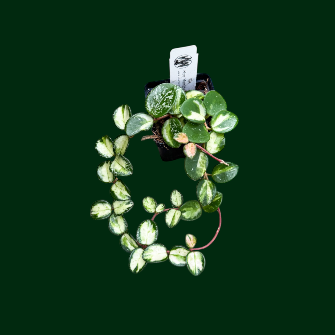 恐*竜様 hoya mathilda variegata　(マチルダ　斑入り) 恐*竜様 hoya mathilda variegata (マチルダ 斑入り)