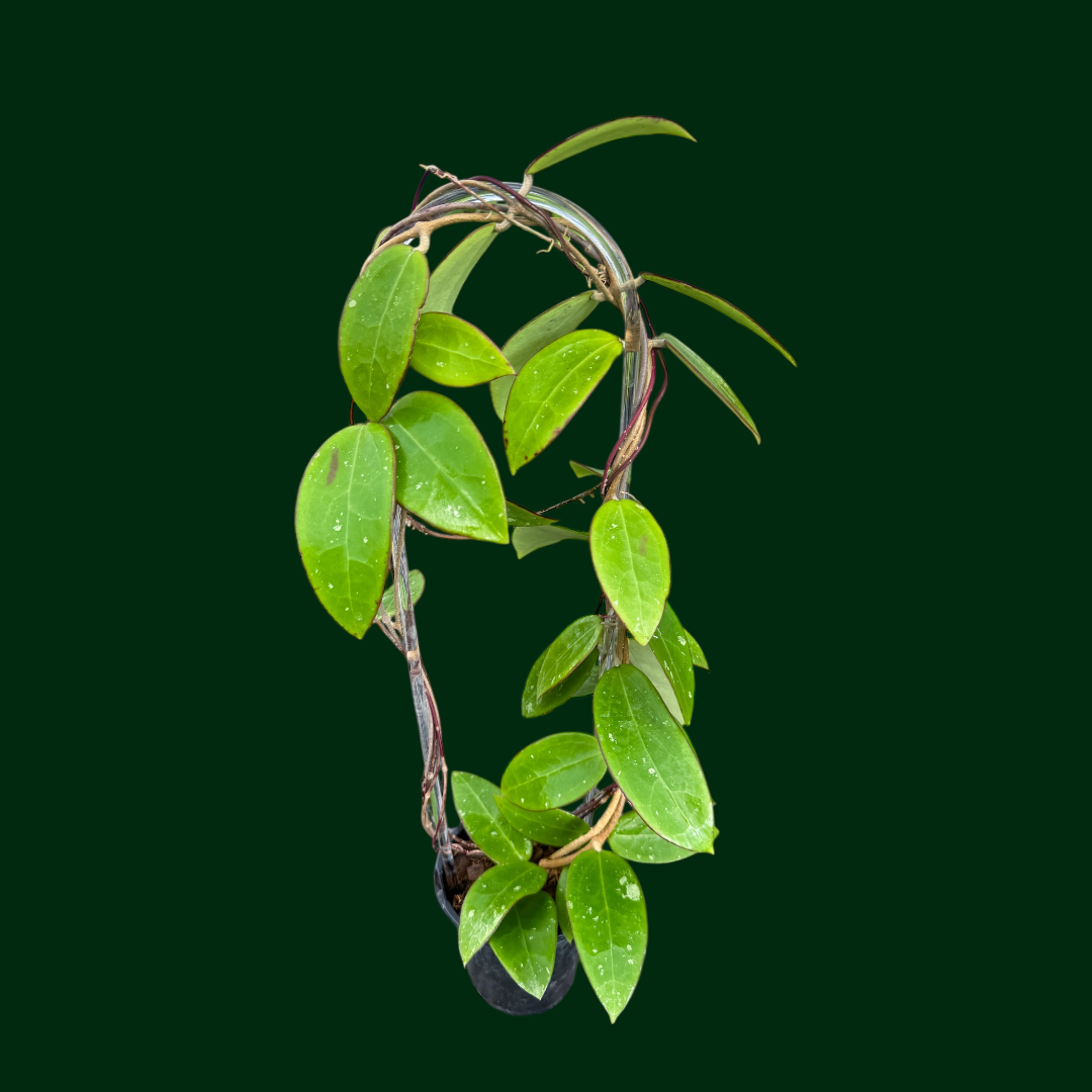 epc plant Hoya EPC-301 (black leaves)