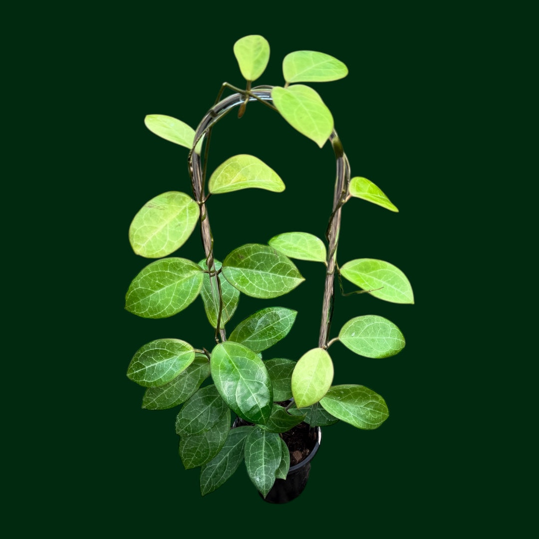 Hoya 'Karaked 12' (WRX32-12, UT033 x elliptica) – Unsolicited