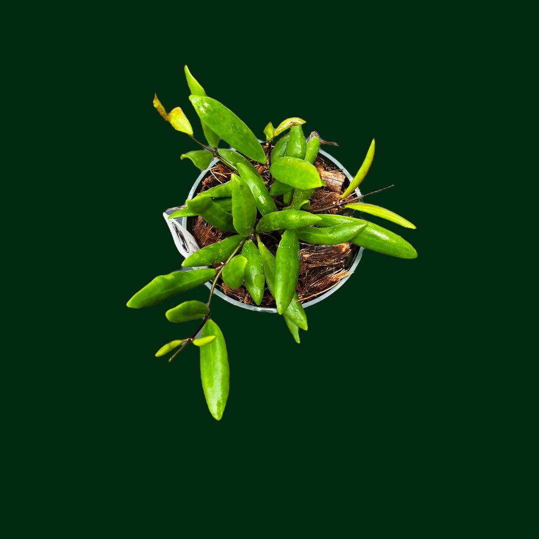 Hoya loheri