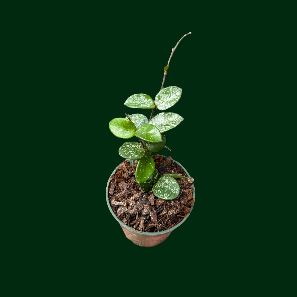Hoya 'Mathilde'