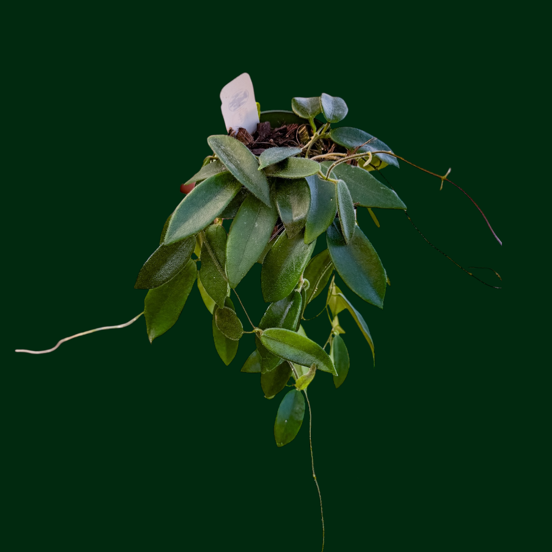 Hoya thomsonii (white) – Unsolicited Plant Talks