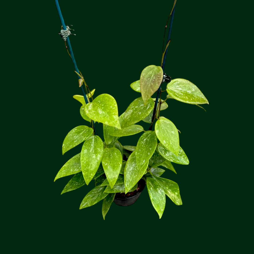 Hoya (memoria x collina IR26) – Unsolicited Plant Talks