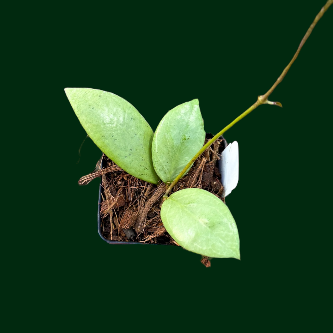 Hoya erythrostemma (silver)