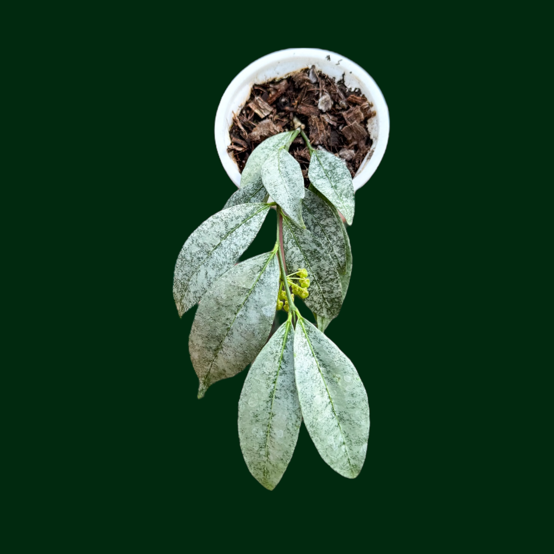 Hoya amicabillis (silver)