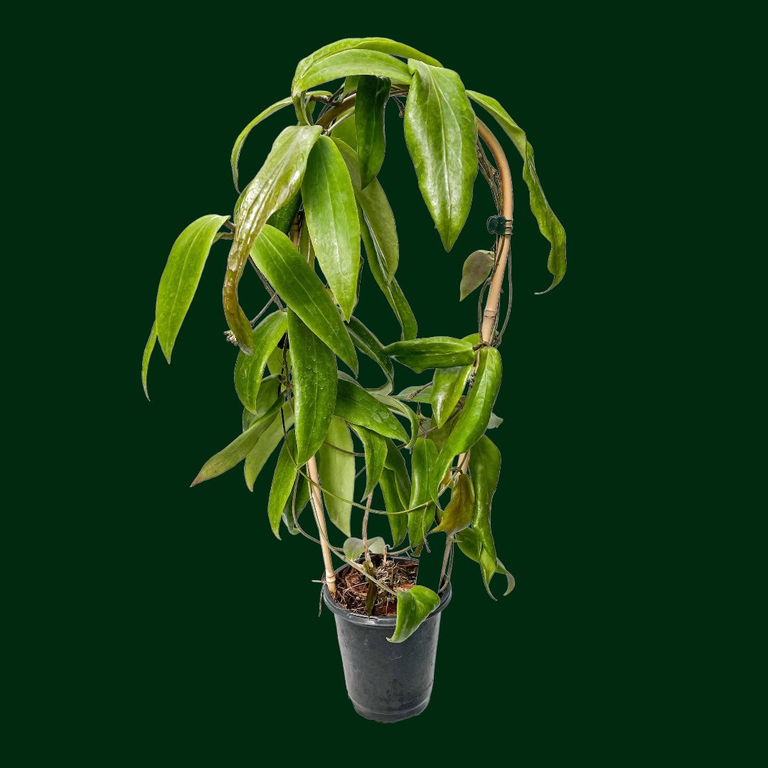 Hoya Siariae Red, 15 Inches Healthy Mature Plant, RARE