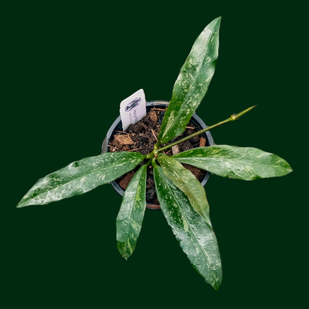 Hoya griffithii (splash)