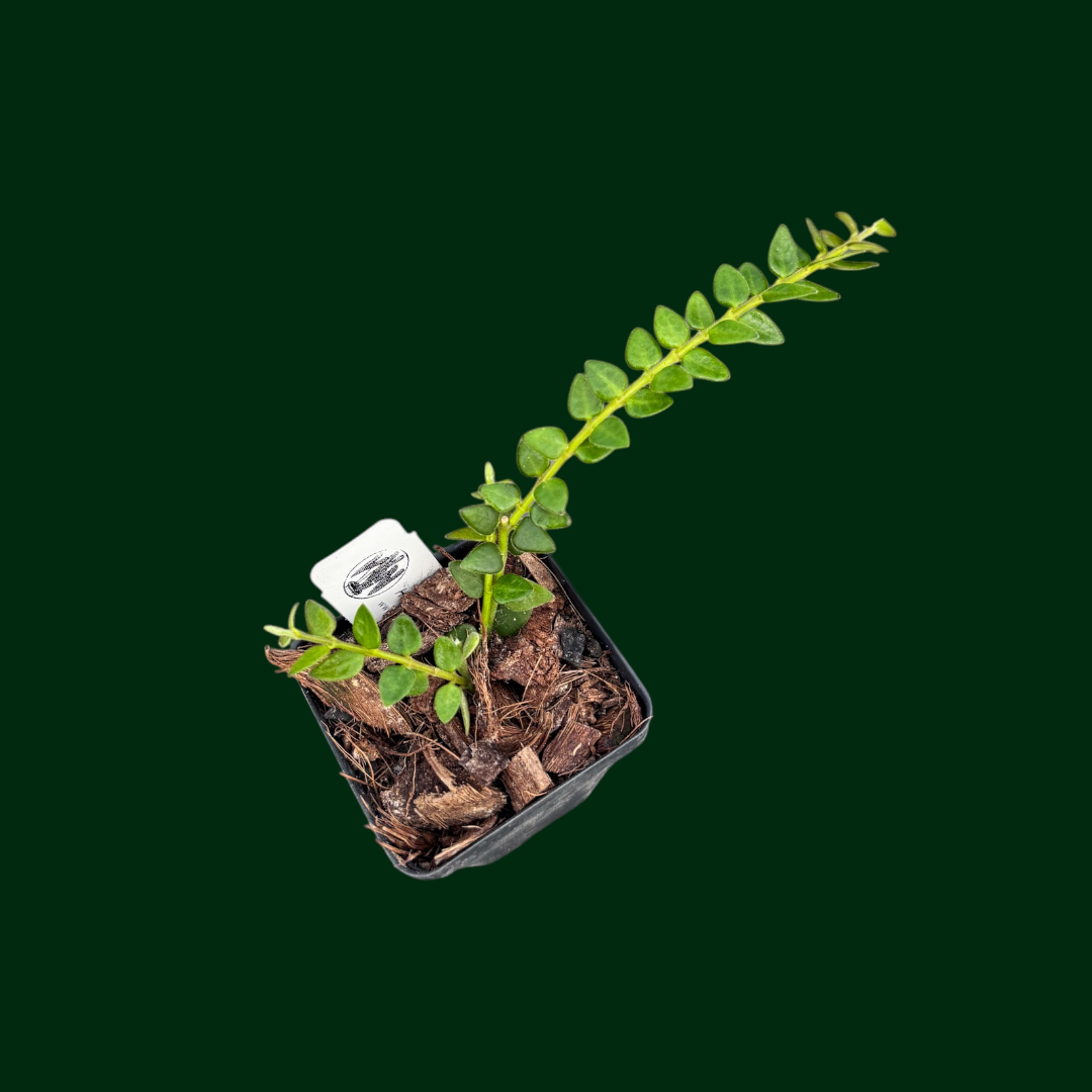 Hoya Chinghungensis