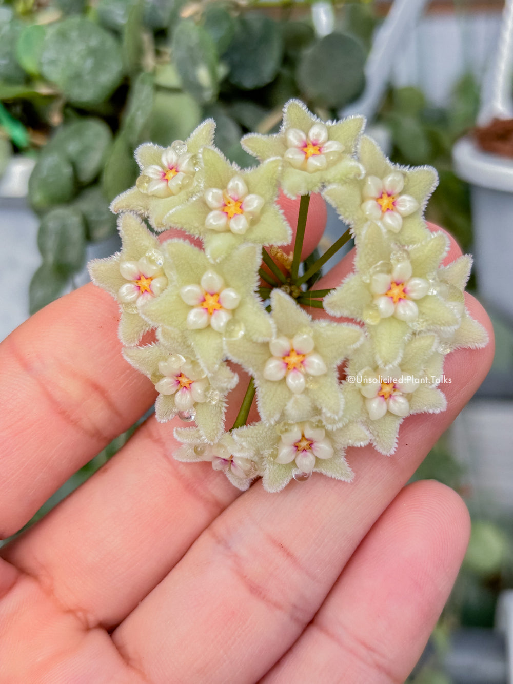 Hoya serpens
