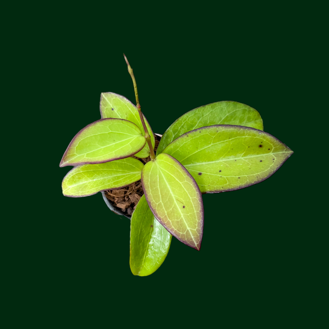 Hoya ‘Maliksi’ (UPT001)