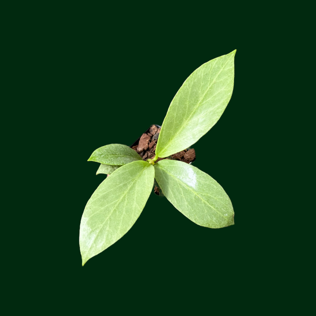 Hoya obscura ‘Cryptic Chrome’ (CML-09-21-A)