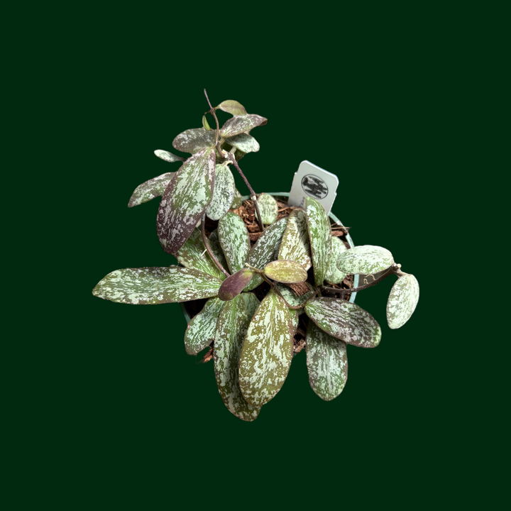 Hoya sigillatis (round leaves, splash)