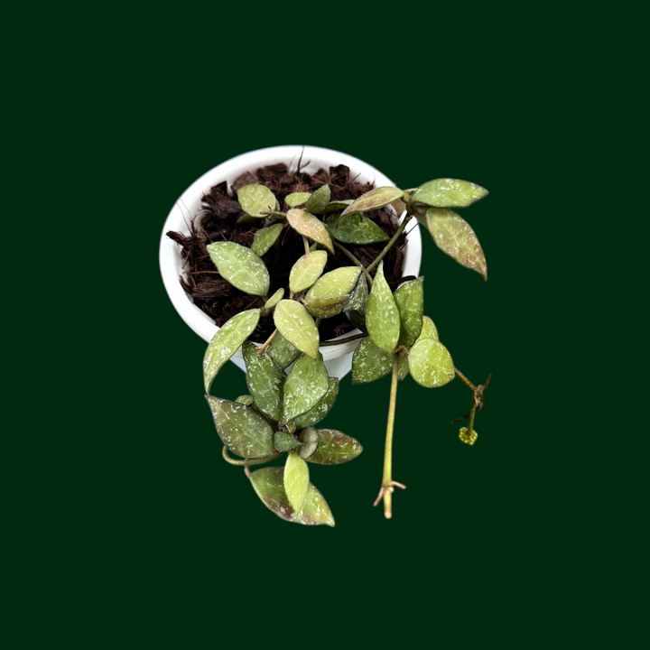 Hoya lacunosa (Durian Perangin)