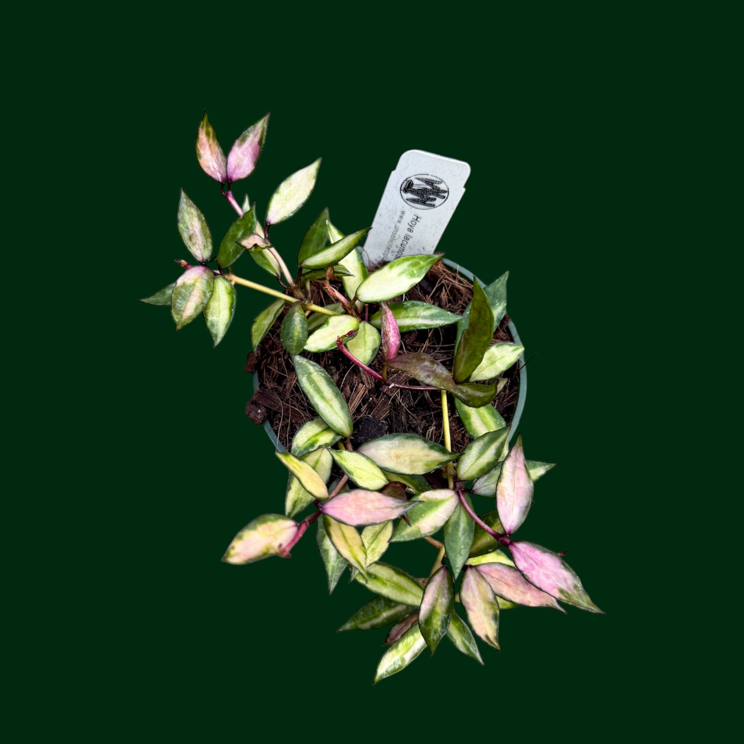 Hoya lacunosa (variegated)
