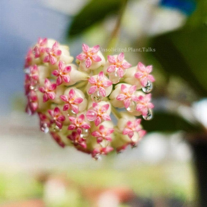 Hoya patcharawalai023 - (aka Icensis)
