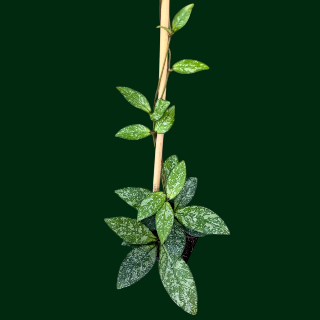 Hoya crassipetiolata (Splash) | Unsolicited Plant Talks