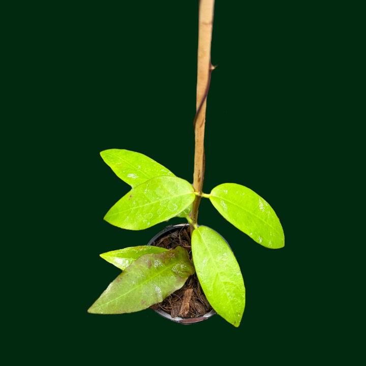 Hoya Fauziana ssp. Angulata (Uncommon)