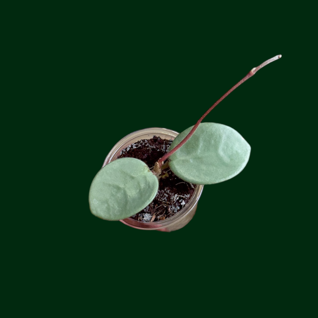 Hoya 'Grey Fairy' (JAD021, 'Mathilde' full silver) – Unsolicited