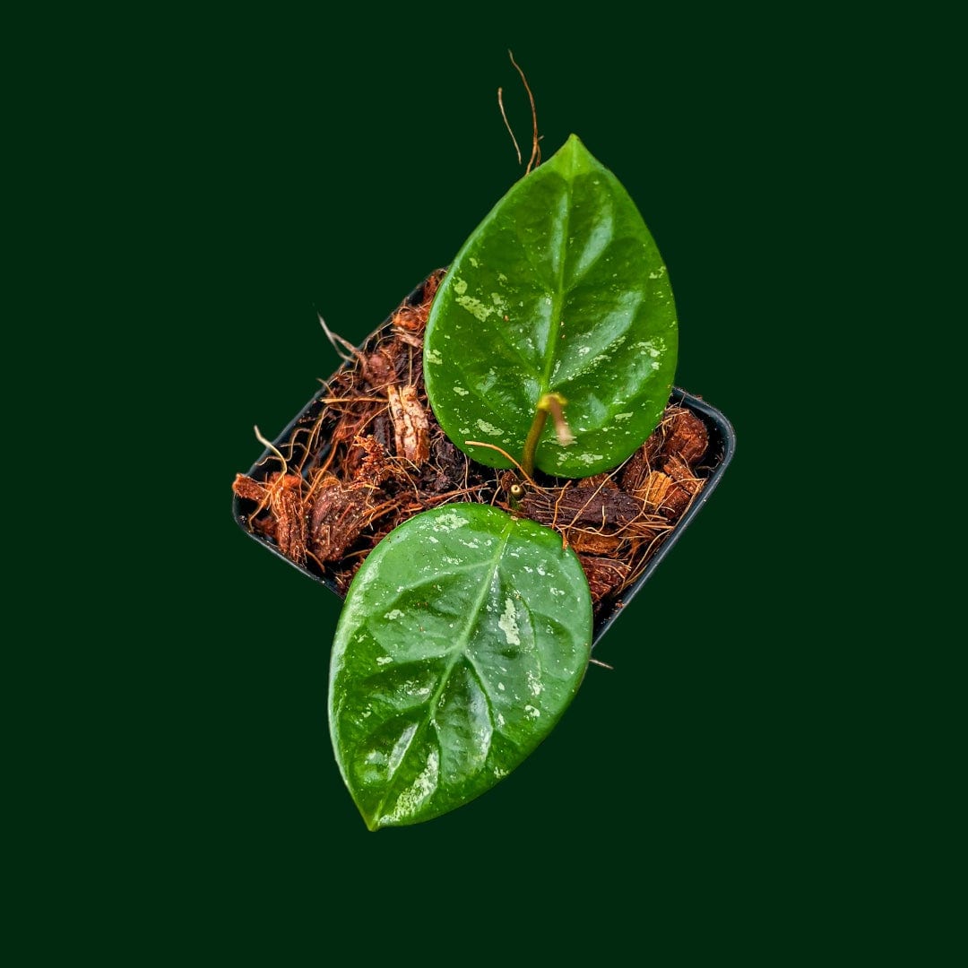 Hoya sp. (Lai Chau, round leaves)