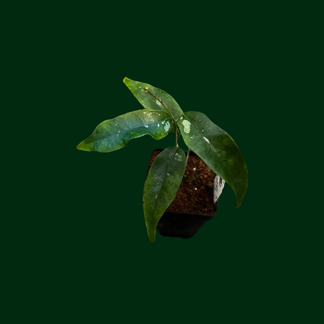 Hoya mappigera