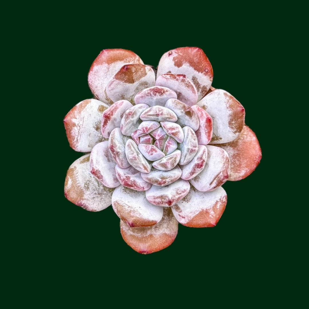 jade lotus plant Echeveria ‘Jade Lotus’
