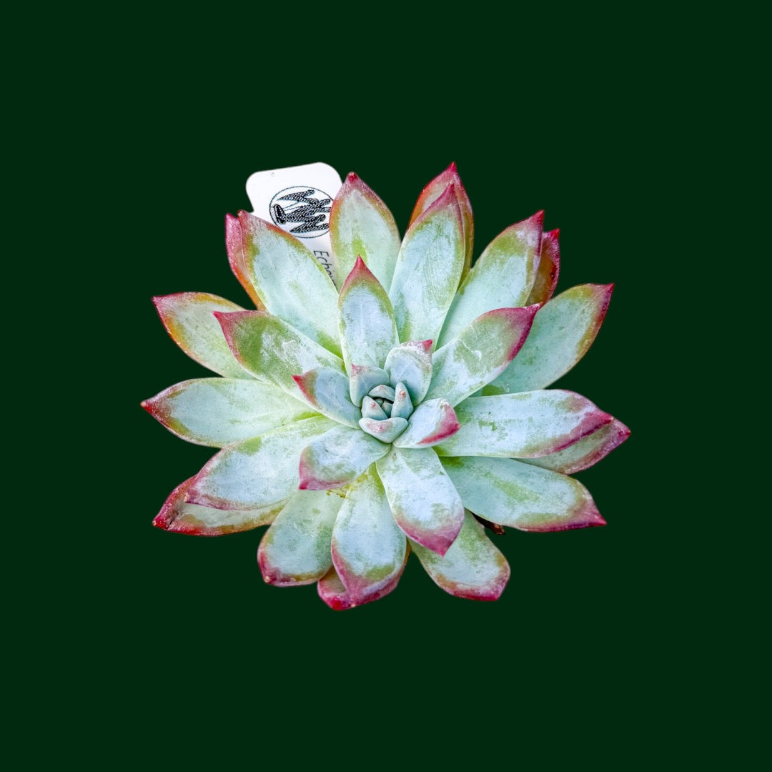 polar bear succulent Echeveria ‘Polar Bear’