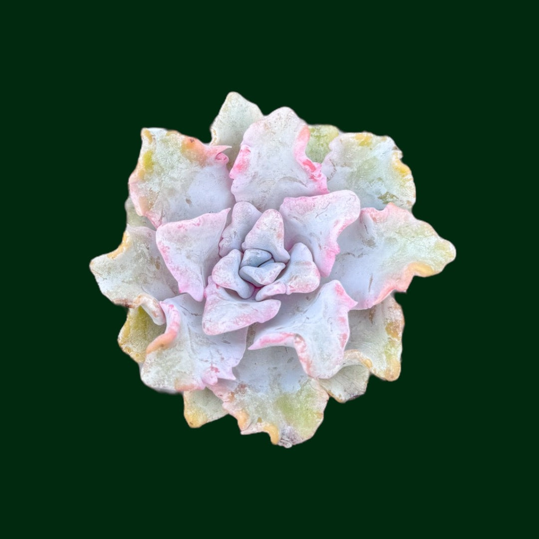 crispate beauty succulent Echeveria ‘Crispate Beauty’