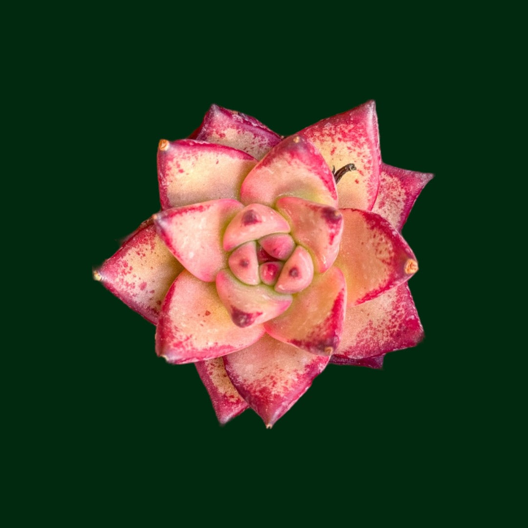 succulent romeo Echeveria ‘Romeo X’