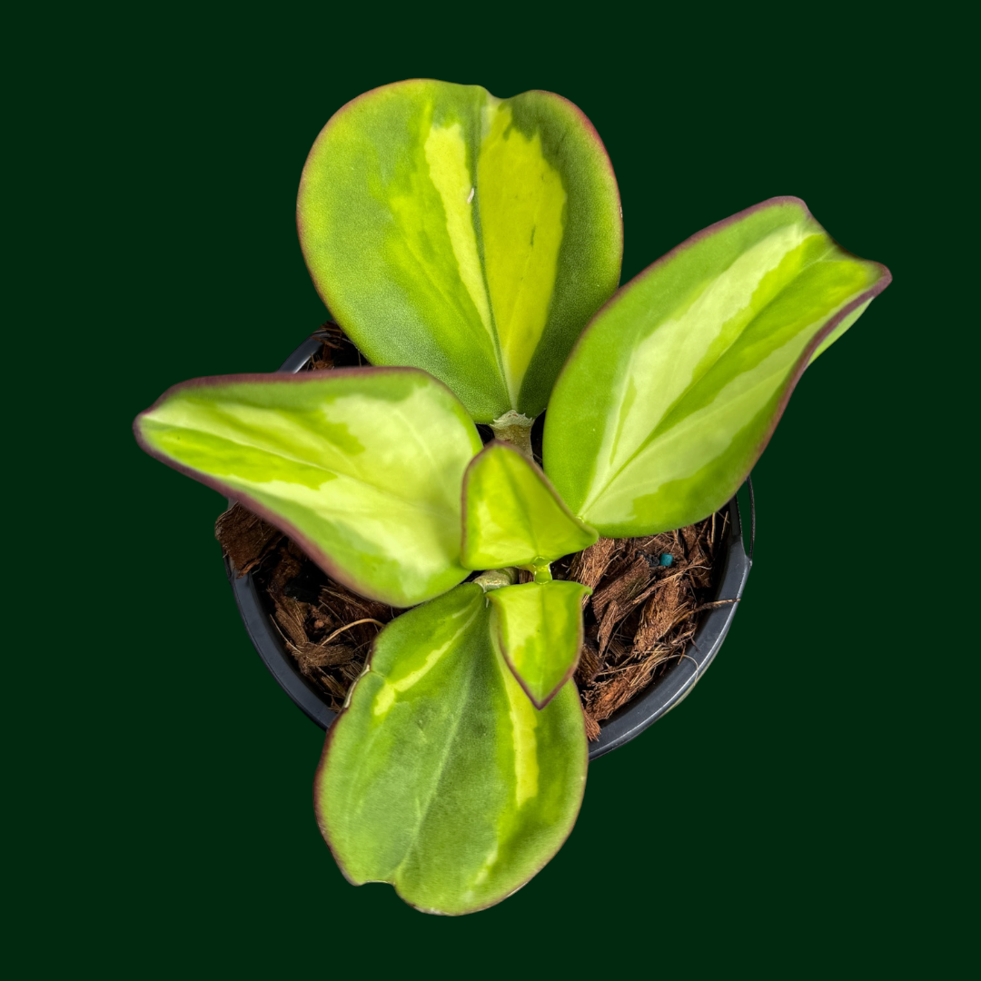 Hoya subquintuplinervis (variegated)