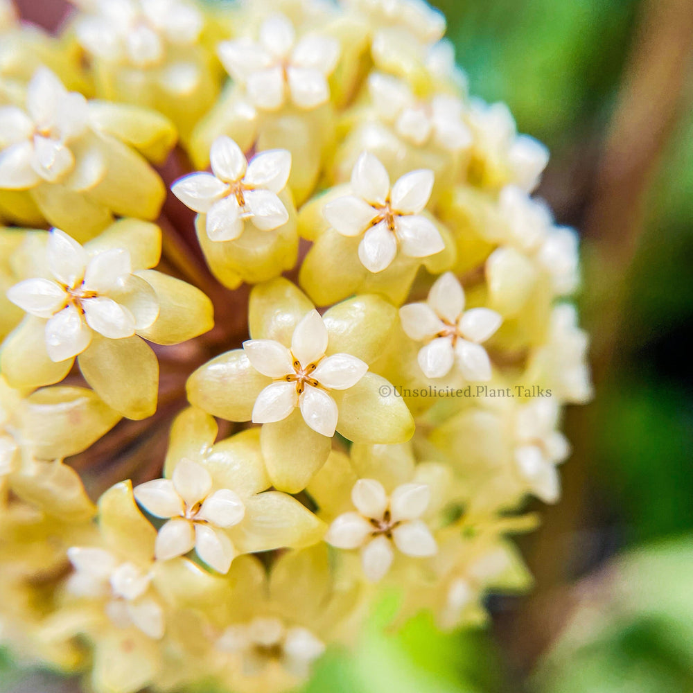 Hoya vittelinoides
