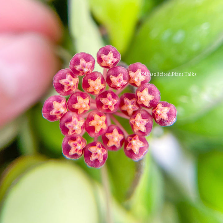 Hoya bilobata (fka panchoi)