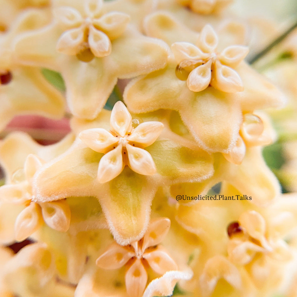Hoya kenejiana (variegated)