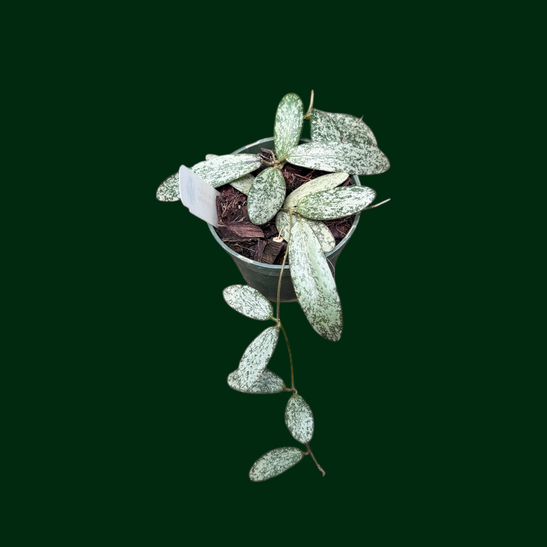 Hoya sigillatis (silver) – Unsolicited Plant Talks